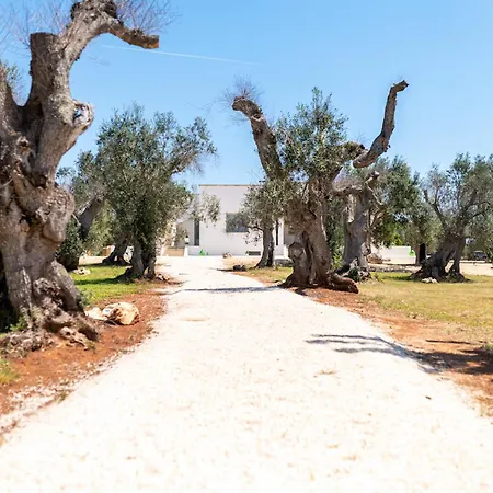 Beautiful Newly Surrounded By Olive Trees By Beahost Vila Andrano